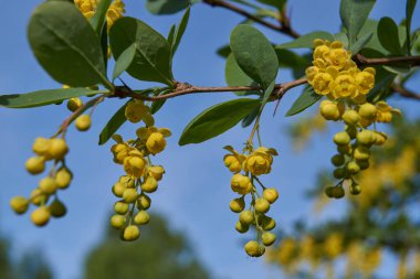 Barberry sıradan (lat. Berberis vulgaris), Barberry (Berberidaceae) familyasından bir çalı türü.).