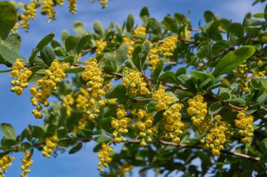 Barberry sıradan (lat. Berberis vulgaris), Barberry (Berberidaceae) familyasından bir çalı türü.).