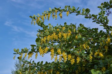 Barberry sıradan (lat. Berberis vulgaris), Barberry (Berberidaceae) familyasından bir çalı türü.).