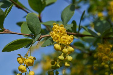 Barberry sıradan (lat. Berberis vulgaris), Barberry (Berberidaceae) familyasından bir çalı türü.).