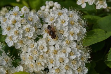 Spirea çalısı çiçek açar (lat. - Pembe familyanın (Rosaceae) desenli dekoratif çalılarının bir cinsi.).
