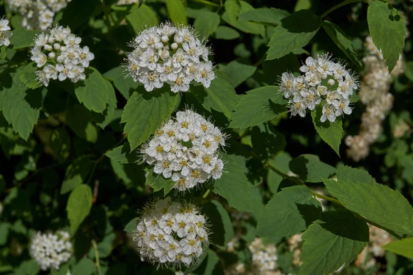 Spirea Bush Blooms Lat Spiraea Genus Deciduous Decorative Shrubs Pink — Stock Photo, Image