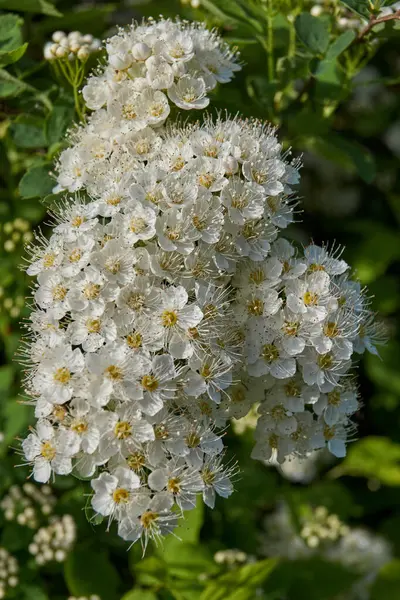 Spirea Çalısı Çiçek Açar Lat Pembe Familyanın Rosaceae Desenli Dekoratif — Stok fotoğraf