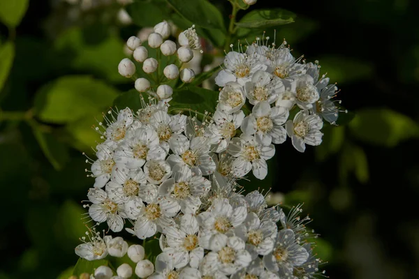 Buisson Spirea Fleurit Lat Spiraea Genre Arbustes Décoratifs Feuillus Famille — Photo
