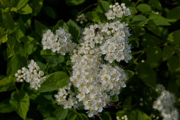 スパイアブッシュが咲きます フラット Spiraea ピンク科の落葉装飾低木の属 バラ科 — ストック写真