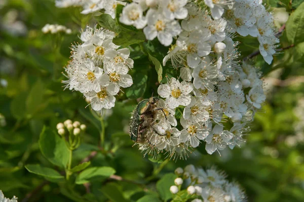 Bronzo Dorato Bronzo Comune Lat Cetonia Aurata Una Specie Alato — Foto Stock