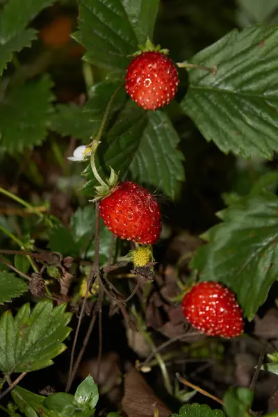 Sturz Späte Gartenerdbeere Lat Fragria — Stockfoto