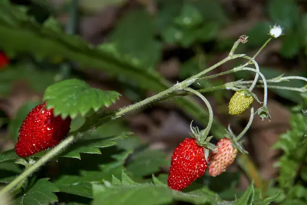 掉下去晚熟的草莓 — 图库照片