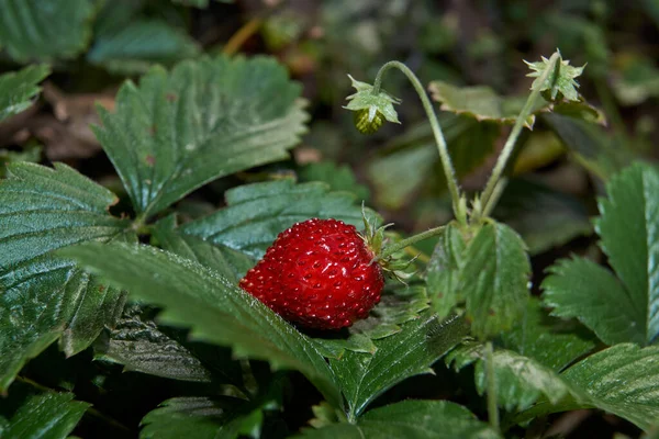 Fall Late Garden Strawberry Lat Fragria — Stock Photo, Image
