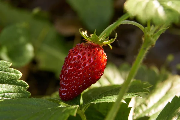 Sturz Späte Gartenerdbeere Lat Fragria — Stockfoto