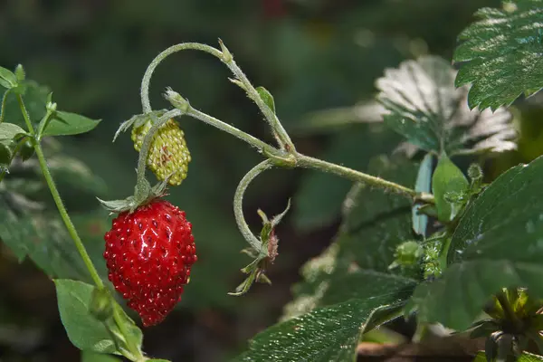 掉下去晚熟的草莓 — 图库照片