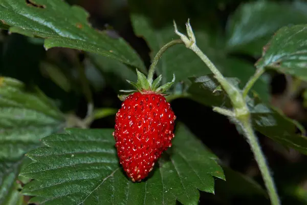 Sturz Späte Gartenerdbeere Lat Fragria — Stockfoto