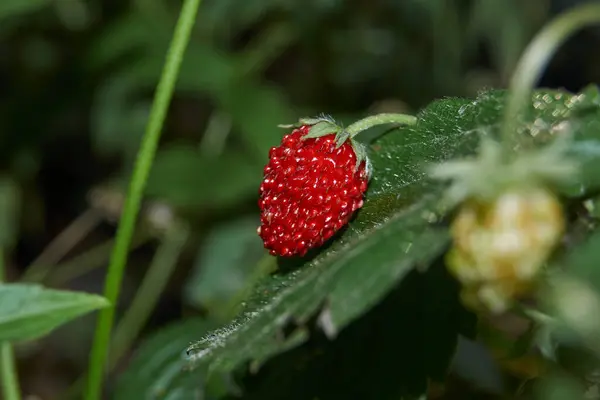 Sturz Späte Gartenerdbeere Lat Fragria — Stockfoto