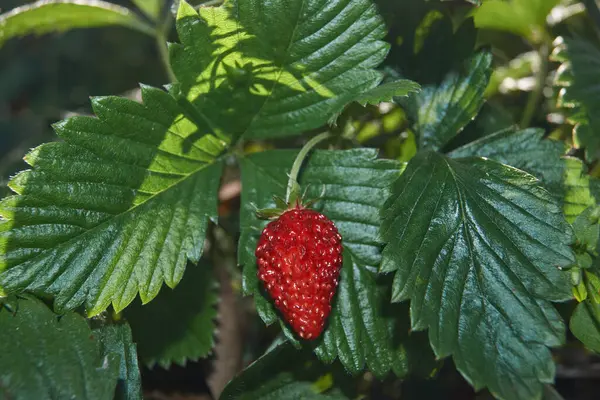 Sturz Späte Gartenerdbeere Lat Fragria — Stockfoto