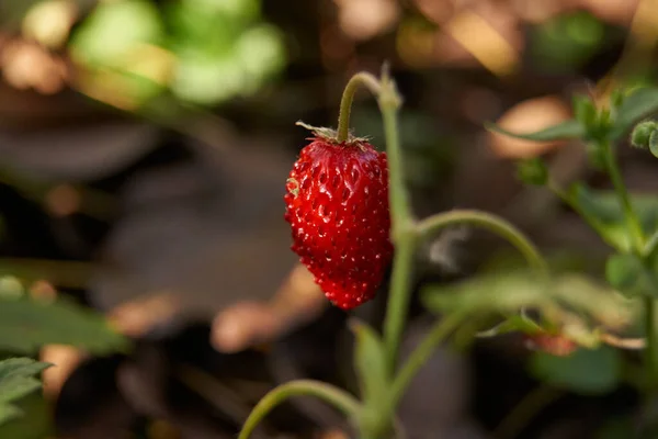 Sturz Späte Gartenerdbeere Lat Fragria — Stockfoto