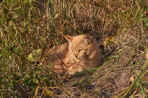 Cat Basks Rays Autumn Sun — Stock Photo, Image