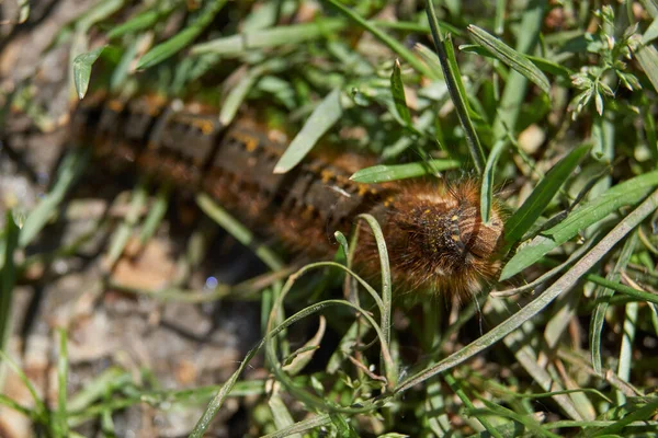 Housenka Velkého Motýla Rodiny Cocoonweaver Bylinný Coonweaver Lat Euthrix Potatoria — Stock fotografie