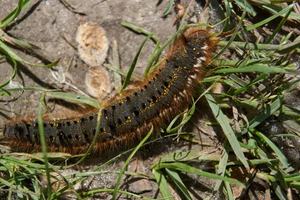 Raupe Eines Großen Schmetterlings Aus Der Familie Der Kokonweber Kräuterkokonweber — Stockfoto