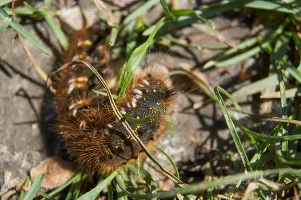 Housenka Velkého Motýla Rodiny Cocoonweaver Bylinný Coonweaver Lat Euthrix Potatoria — Stock fotografie