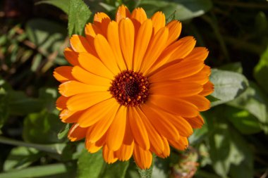 Calendula ya da Marigold (lat. Calendula, Astra ailesinin (Asteraceae) bir bitki cinsidir. Calendula 'nın soğuktan önceki son çiçekleri..