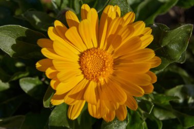Calendula ya da Marigold (lat. Calendula, Astra ailesinin (Asteraceae) bir bitki cinsidir. Calendula 'nın soğuktan önceki son çiçekleri..