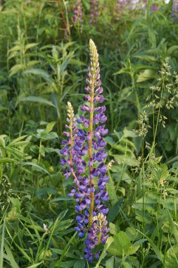 Lupine veya kurt fasulyesi (lat. Lupinus) - baklagiller (Fabaceae) familyasından bir bitki cinsi.).