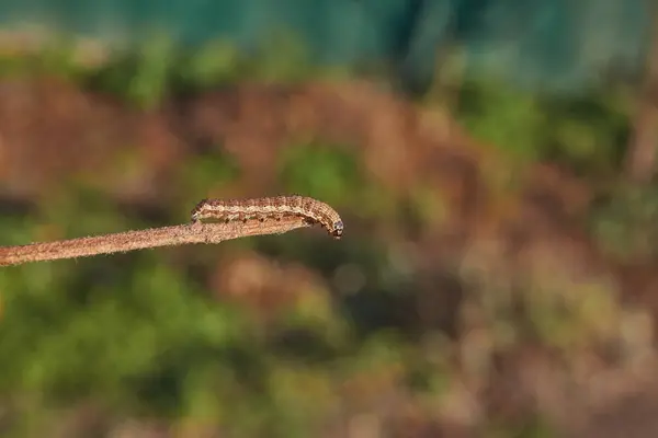 Housenka Hledá Úkryt Před Začátkem Zimy — Stock fotografie