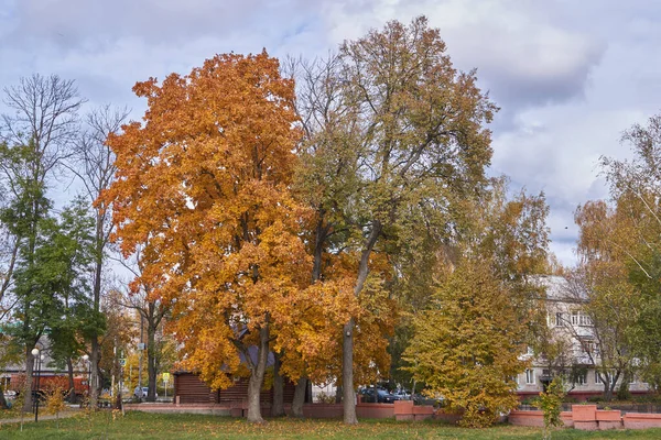 Otoño Dorado Parque Ciudad —  Fotos de Stock