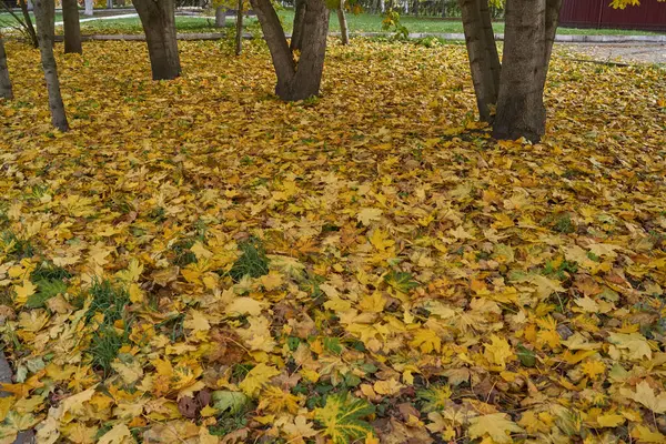 Золотая Осень Городском Парке — стоковое фото