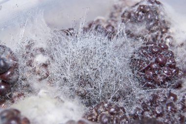 Böğürtlen küfü - küf mantarı sümüğü.