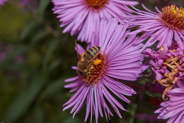 Падение Пчела Лат Anthophila Collects Last Nectar Pollen Perennial Aster — стоковое фото