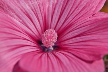 Sonbaharın ilk günü. Lavatera bahçede çiçek açar (lat. Lavatera).