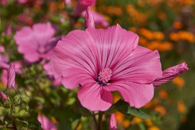 Sonbaharın ilk günü. Lavatera bahçede çiçek açar (lat. Lavatera).