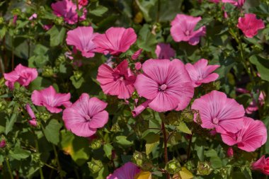 Sonbaharın ilk günü. Lavatera bahçede çiçek açar (lat. Lavatera).