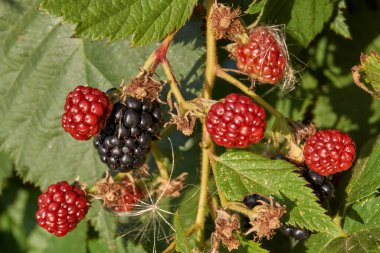 Sonbaharın ilk günü. Bahçede olgunlaşan böğürtlenler.