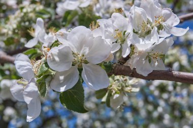 Bahçelerde elma ağaçları açar..
