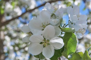 Bahçelerde elma ağaçları açar..