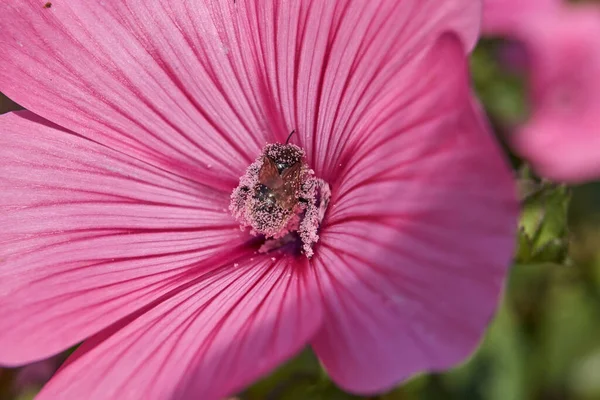 Перший День Осені Бамблбі Лазні Пилку Квітів Лазні — стокове фото