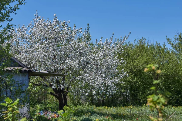 Appelbomen Bloeien Tuinen — Stockfoto