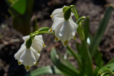 Bahar. Bahçede çiçek açan çuha çiçekleri.