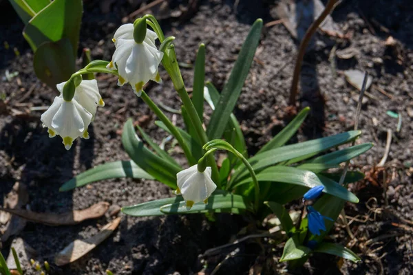 Frühling Primeln Blühten Garten — Stockfoto