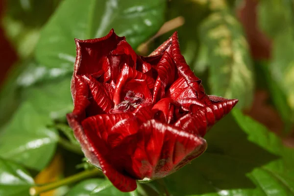 Chinese hibiscus, or Chinese rose (lat.Hibiscus rosa-sinensis). Flower.