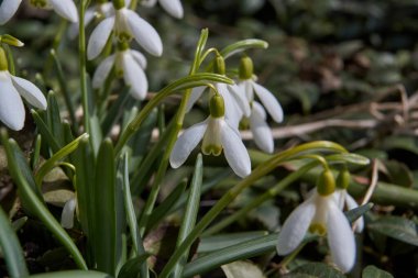 Bahar. Bahçede çiçek açan çuha çiçekleri.