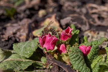 Bahar. Bahçede çiçek açan çuha çiçekleri.