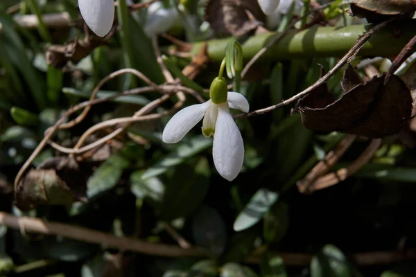 Primavera Prímulas Floresceram Jardim — Fotografia de Stock