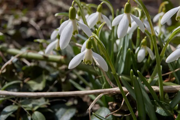 Primavera Prímulas Floresceram Jardim — Fotografia de Stock