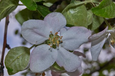 Yağmurdan sonra elma ağacı çiçekleri.