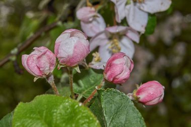 Yağmurdan sonra elma ağacı çiçekleri.