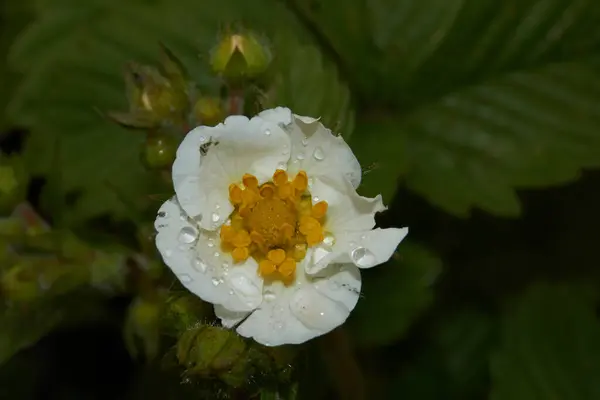 Kwiaty Truskawek Ogrodowych Deszczu — Zdjęcie stockowe