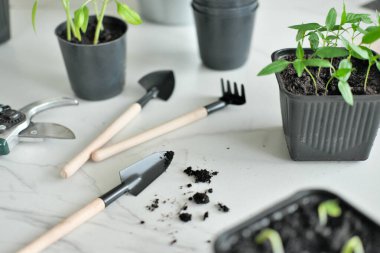 Evdeki dalış fideleri, evdeki bahçe aletleri, yere serilmiş bahçe aletleri.